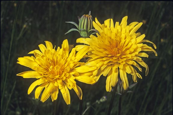 agoseris grandiflora 2 graphic